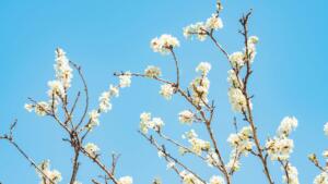 Trending Now: Bluesky now supports better quality photos