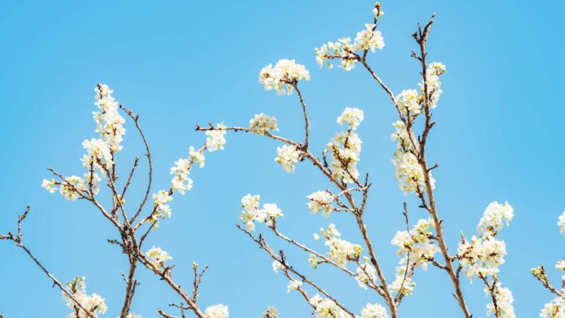 Trending Now: Bluesky now supports better quality photos