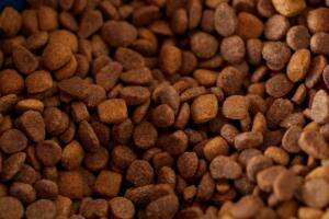 Trending Now: Drizzle on top: a new high-end dog food brand is coming for the 1%