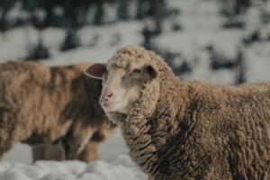 Trending Now: Best Merino Wool T-Shirts (2026): Ibex, …
