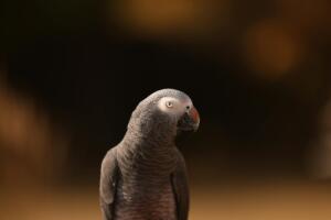 Trending Now: An Editor’s Picks: The Best Gifts for Bird Lovers