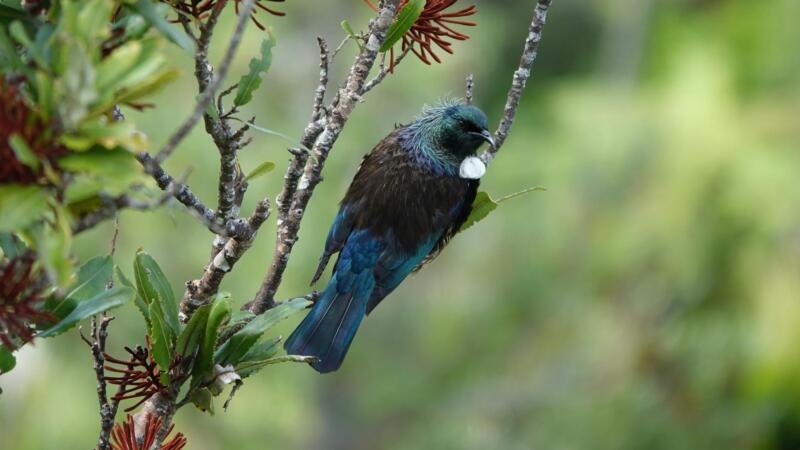 Trending Now: Why TUIs Are Back