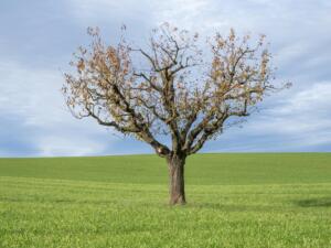 Sparse Cholesky Elimination Tree