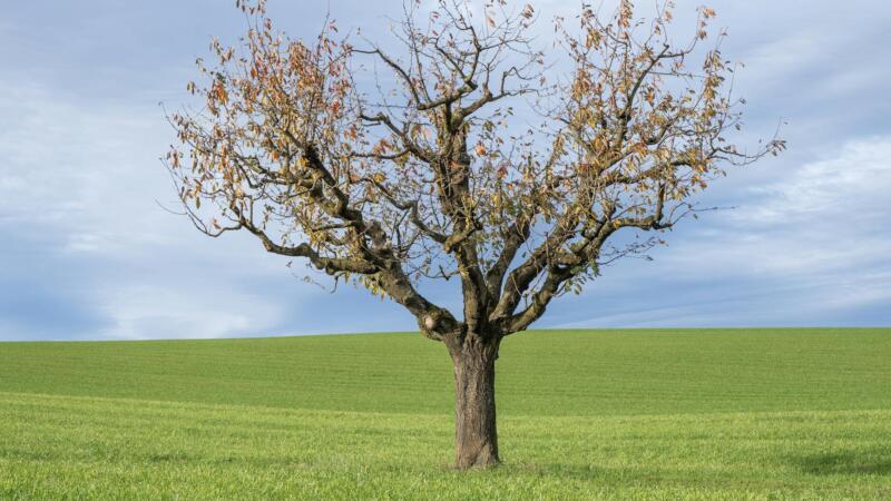 Sparse Cholesky Elimination Tree