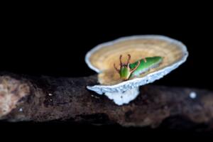 The ‘Parasite of Parasites’ Has Been Discovered in the Tropical Forests of Borneo