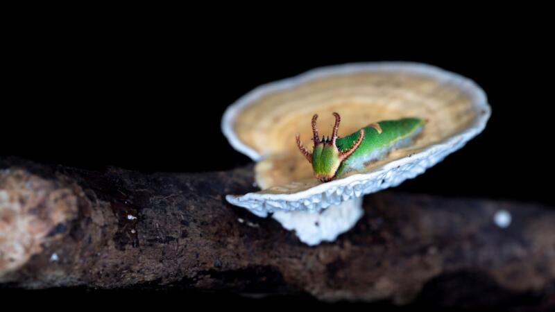 The ‘Parasite of Parasites’ Has Been Discovered in the Tropical Forests of Borneo