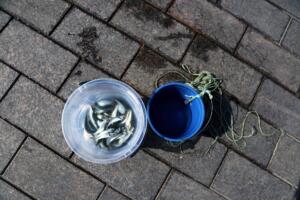 Founders Fund’s outlier bet on humanely killed fish