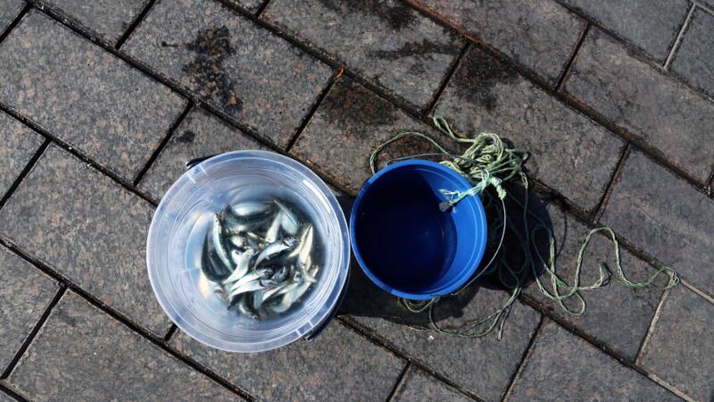 Founders Fund’s outlier bet on humanely killed fish